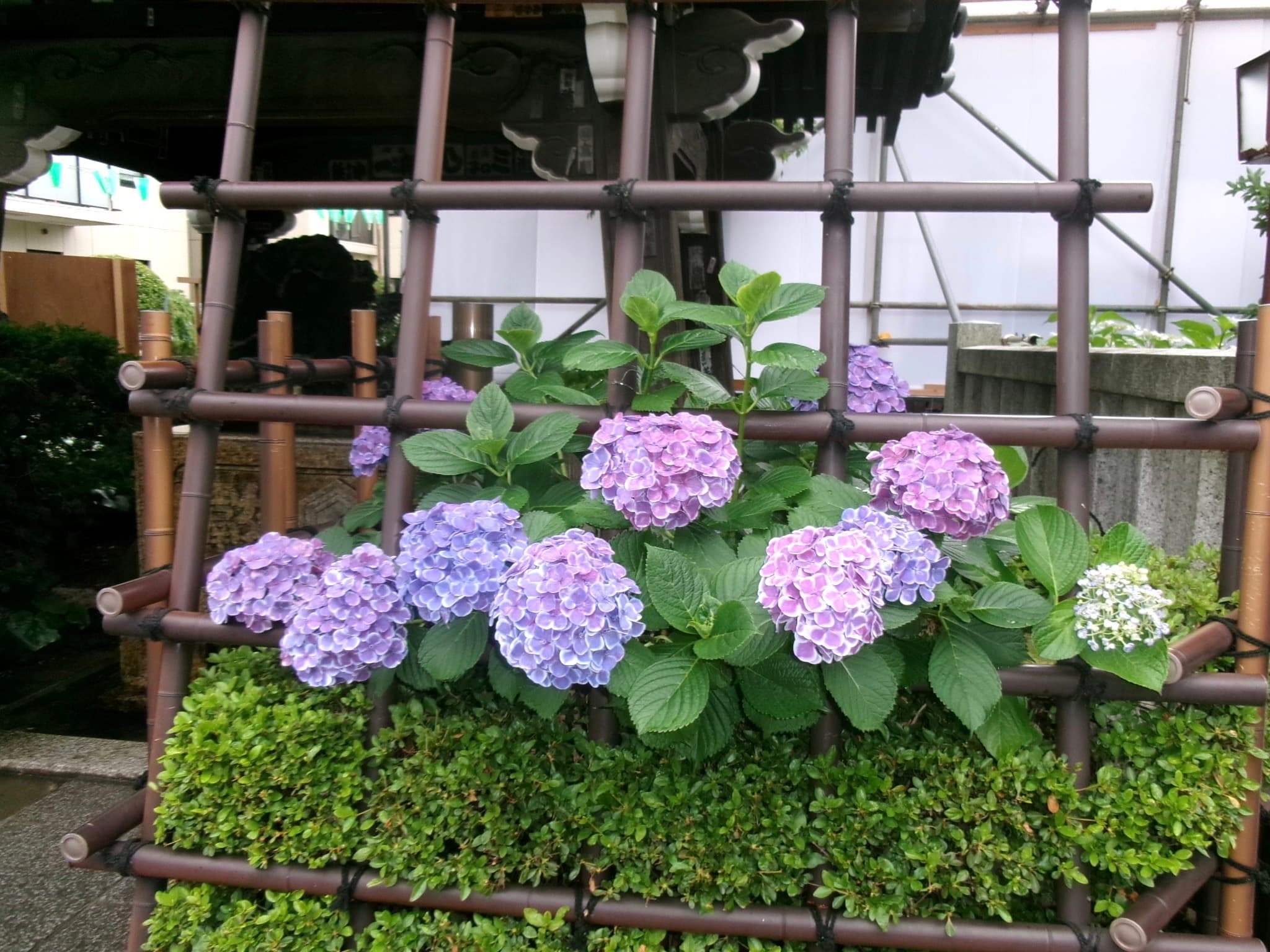 東京繡球花景點推薦2選|台場シンボルプロムナード&文京白山神社紫陽花🌸